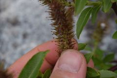 Salix commutata