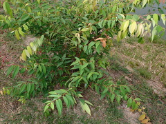Syzygium antisepticum