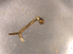 Culex pervigilans