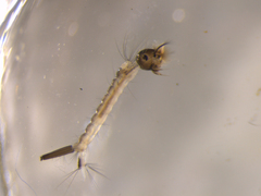 Culex pervigilans