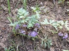 Hydrophyllum occidentale
