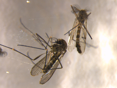 Culex pervigilans
