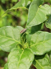 Catorhintha selector