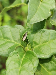 Catorhintha selector