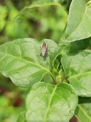 Catorhintha selector