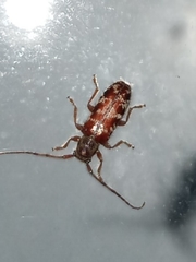 Eupogonius tomentosus