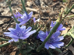 Cichorium pumilum