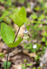 Clematis ochroleuca