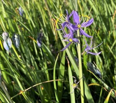 Camassia quamash quamash