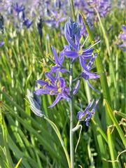 Camassia quamash quamash