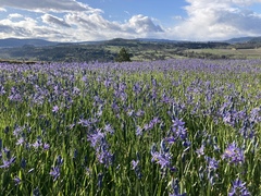Camassia quamash quamash