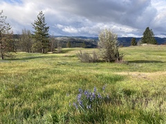 Camassia quamash quamash