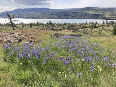 Camassia quamash quamash