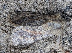 Pseudobryomima fallax