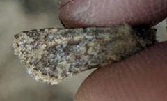 Pseudobryomima fallax