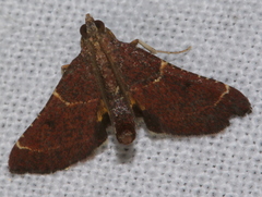 Persicoptera aglaopa