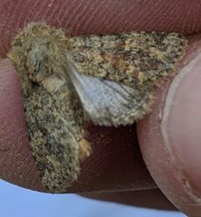 Pseudobryomima fallax