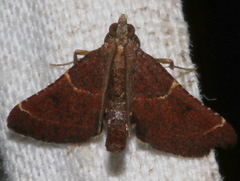 Persicoptera aglaopa