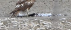 Himantopus mexicanus