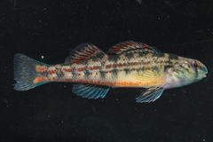 Etheostoma bellator