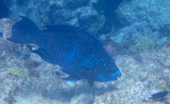 Scarus coelestinus