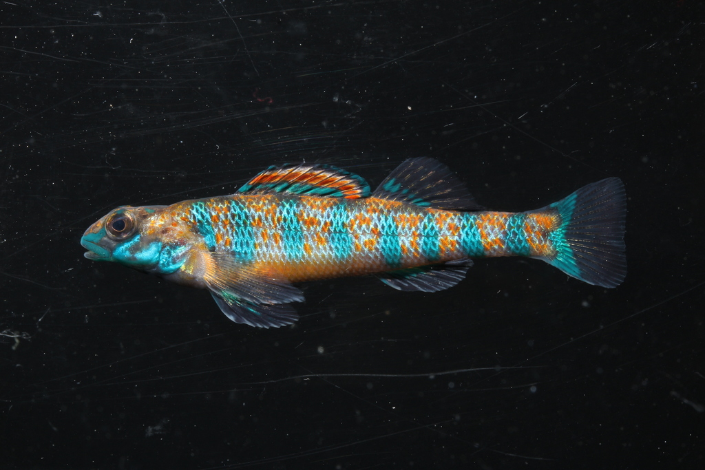 Speckled Darter