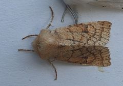 Orthosia ferrigera