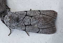 Sympistis ragani