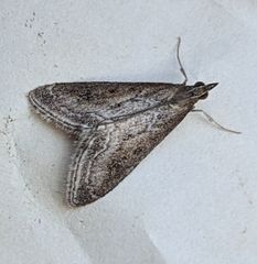 Pyrausta napaealis