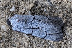 Sympistis ragani