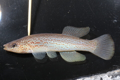 Fundulus stellifer