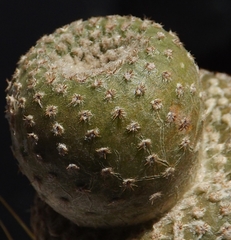 Yavia cryptocarpa
