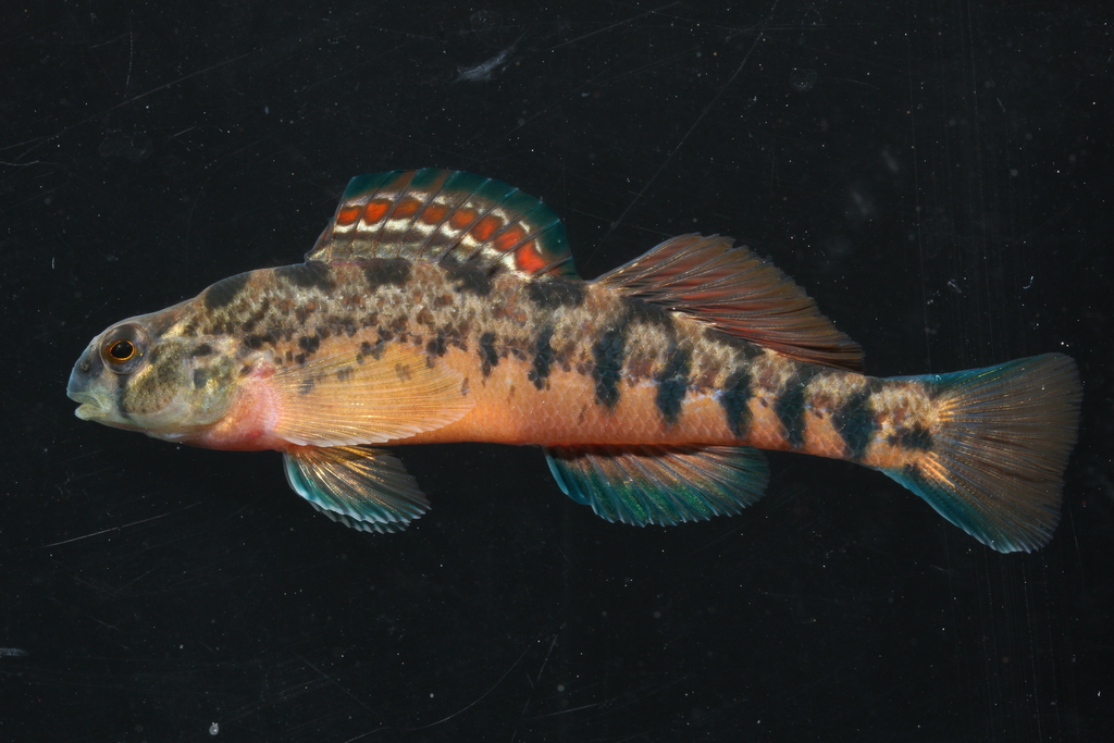 Coosa Darter