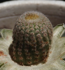 Yavia cryptocarpa