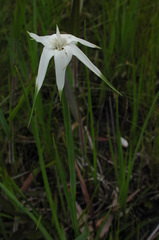 Rhynchospora latifolia