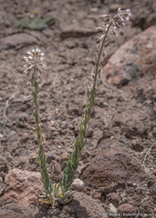 Boechera puberula