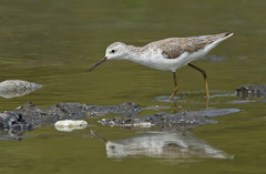 Marsh Sandpiper photo 4