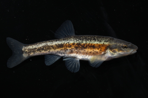 Western Blacknose Dace