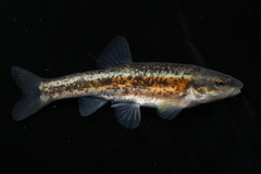 Western Blacknose Dace photo 2