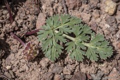 Cymopterus globosus