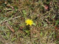Taraxacum officinale