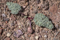 Cymopterus globosus