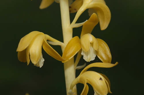 Spiked crested coralroot (Bletia spicata)