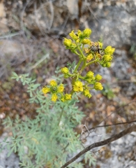 Ruta angustifolia