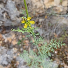 Ruta angustifolia