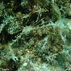 Lambrachaeus ramifer