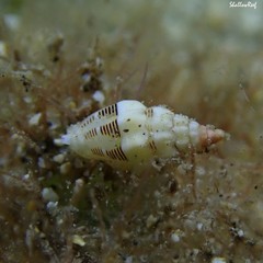 Vexillum interruptum