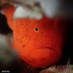 Antennatus tuberosus