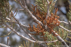 Arceuthobium divaricatum