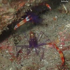Stenopus tenuirostris